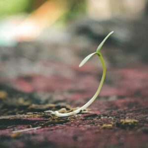 A delicate seedling sprouting from the soil symbolizes growth and new beginnings.